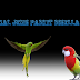 Mengenal Jenis Parkit Rosella